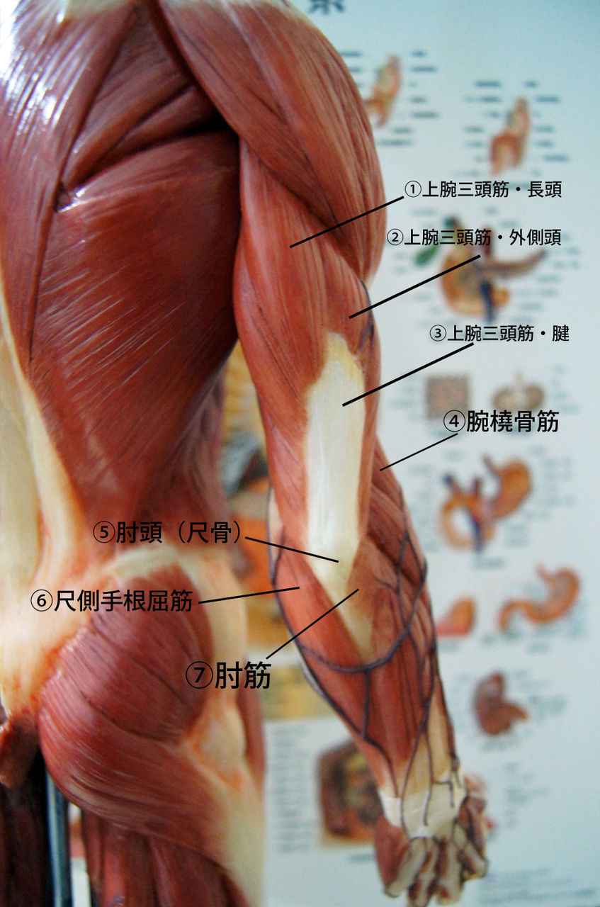 上肢解剖 上肢肌肉解剖图 上肢血管解剖图 上肢骨解剖图