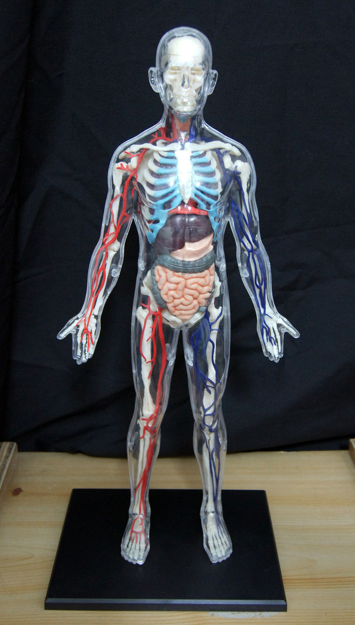立体パズル 4d Vision 人体解剖 No 人体模型スケルトンタイプ 人体解剖学など