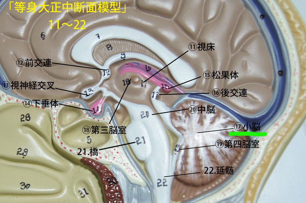 人体解剖学など。:・等身大正中断面模型レビュー