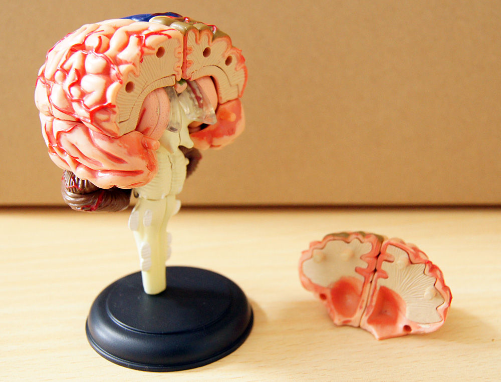 □スカイネット 立体パズル 4D VISION 人体解剖 No.12 脳解剖モデル