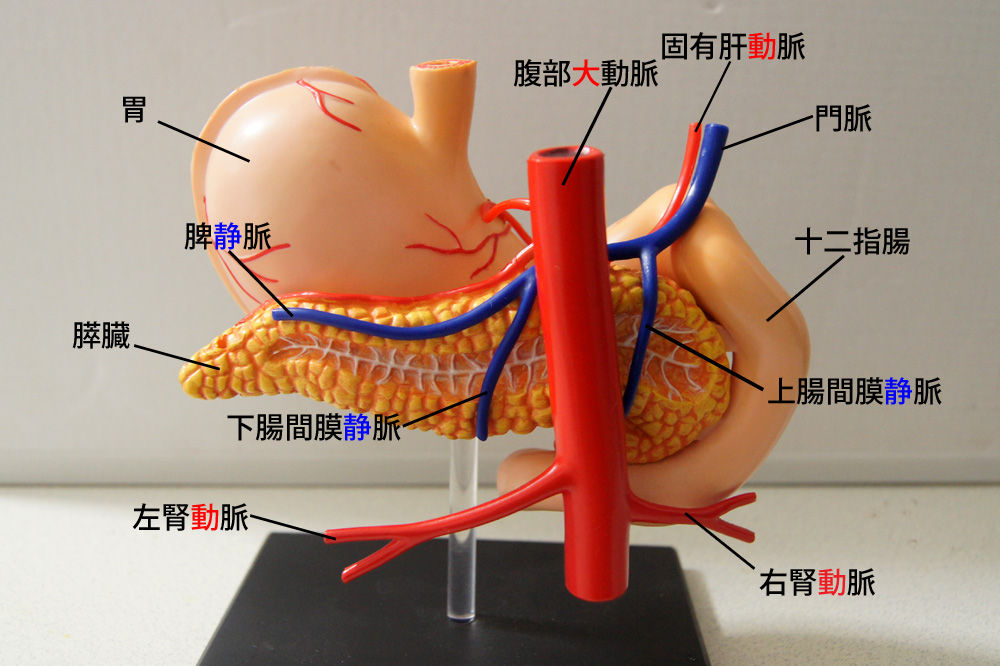 ヒト肝膵臓十二指腸解剖モデル−医学解剖肝臓モデル−器官解剖