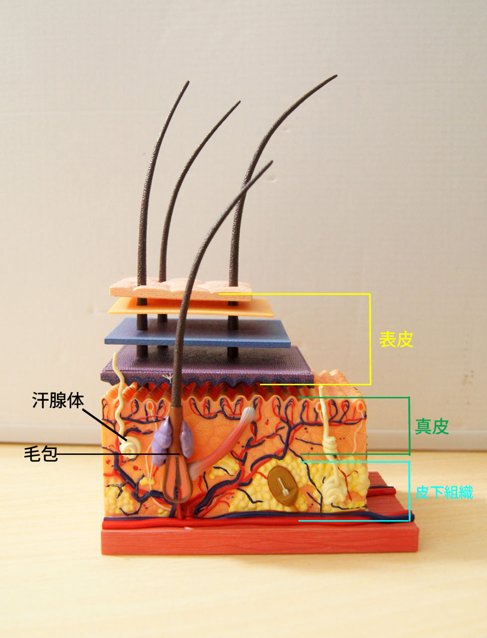 皮膚構造模型 美容 教材 毛穴 毛根 拡大 解剖模型 人体学習用