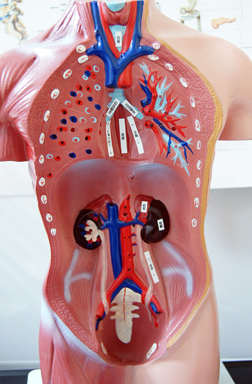 人体解剖学など。 人体模型 【女性】 44cm