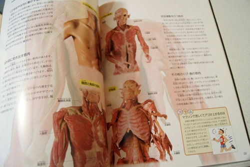Amazon.co.jp: 支える、動く骨・筋肉系 (人体の不思議 Volume 1