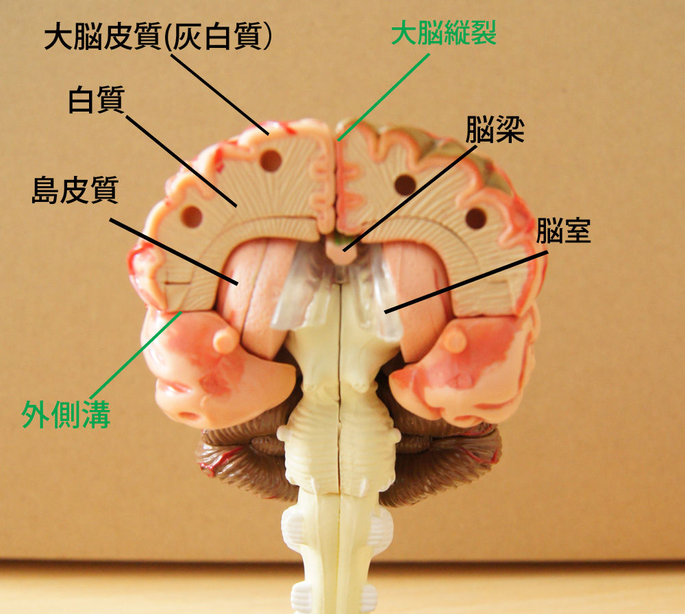 脳モデル 解剖学的 1:2 医療解剖学的人間の脳 脳モデル 神経皮質