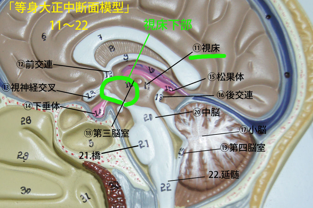 視床機能解剖 | 視床 解剖図 – PWAJ