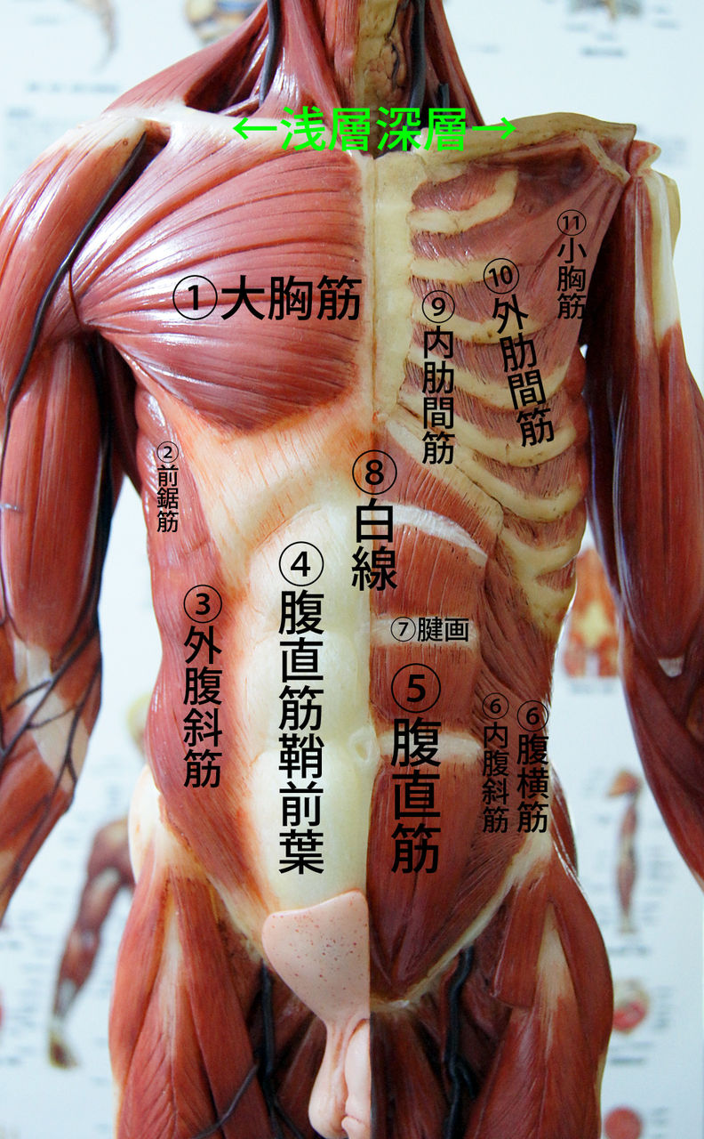 人体解剖学など 筋肉 関係