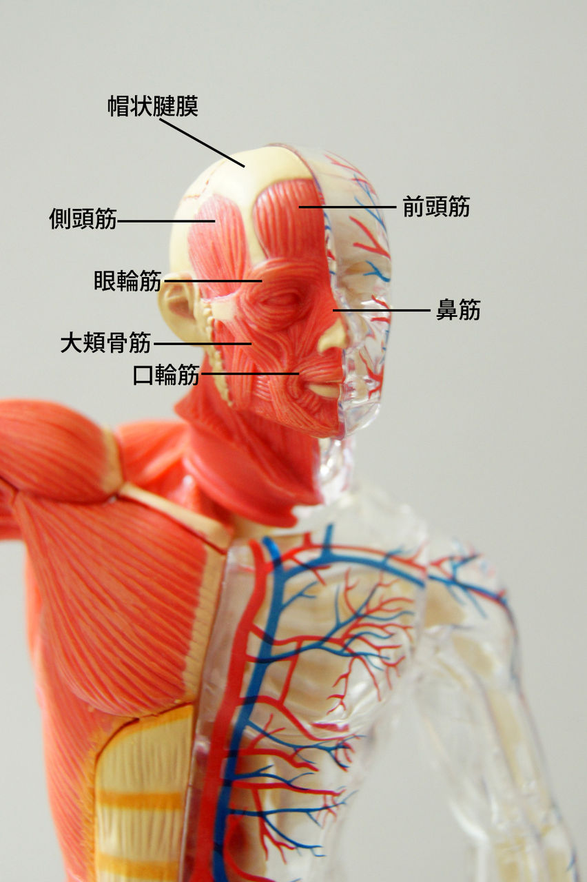 □スカイネット 立体パズル 4D VISION 人体解剖 No.13 筋肉と骨格解剖