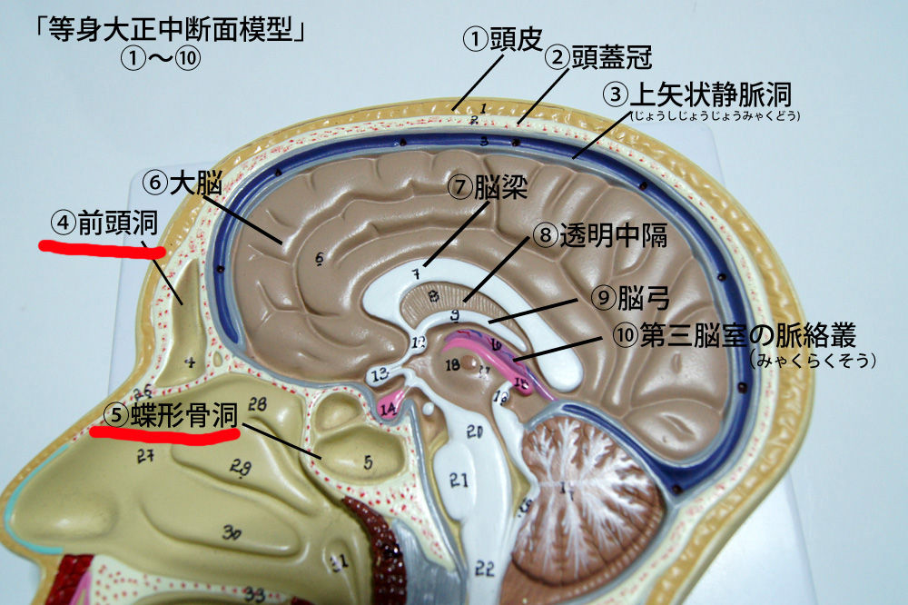 人体解剖学など。:・等身大正中断面模型レビュー