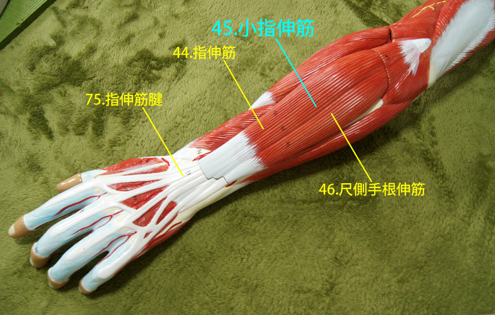 今日の上肢筋肉等身大模型レビューno 45 小指伸筋 人体解剖学など 今日の上肢筋肉等身大模型レビューno 45 小指伸筋 人体解剖学など