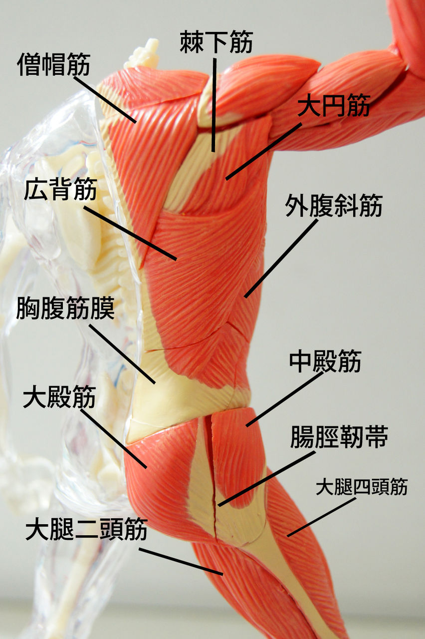 人体解剖学など 筋肉 骨格解剖レビュー 人体解剖学など 筋肉 骨格解剖レビュー