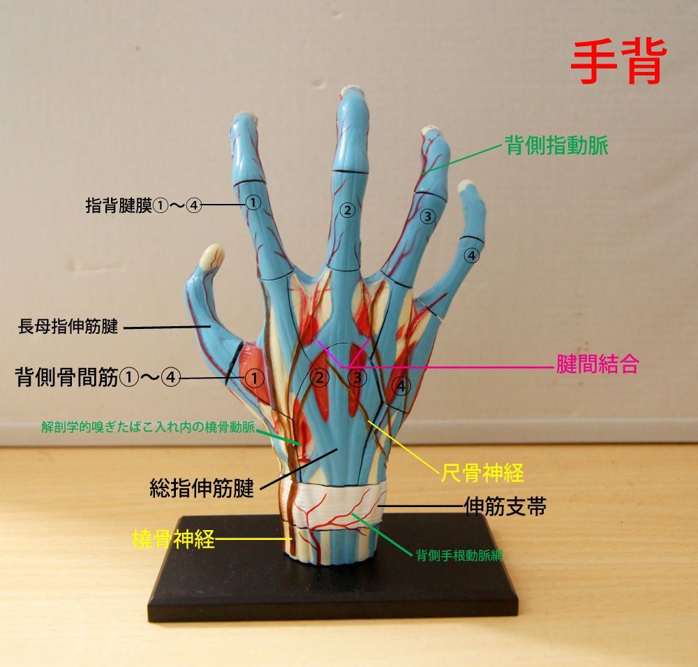 手の解剖 – 手 解剖図 骨 – XGGM