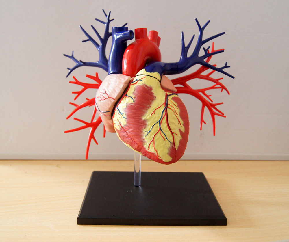 □4D VISION 19DX心臓解剖モデルレビュー② : 人体解剖学など。