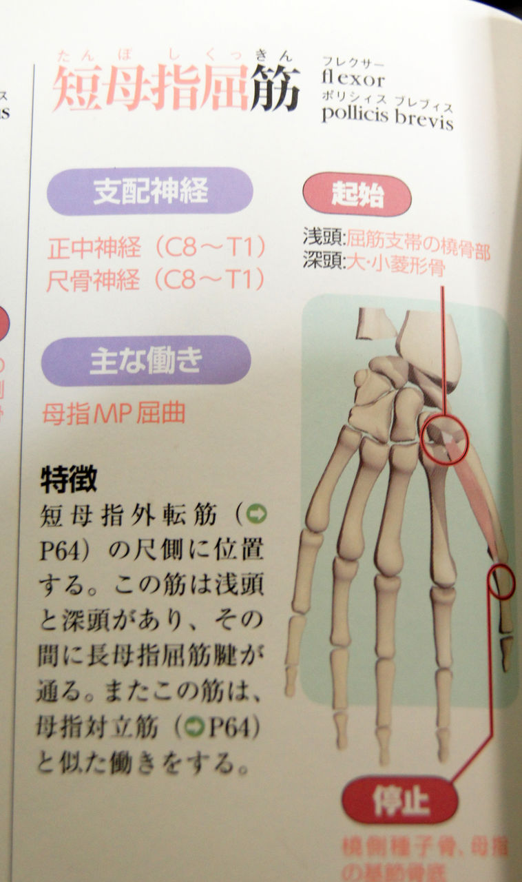 今日の上肢筋肉等身大模型レビューno 59 短母指屈筋 人体解剖学など 今日の上肢筋肉等身大模型レビューno 59 短母指屈筋 人体解剖学など