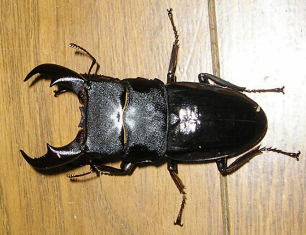 サキシマヒラタクワガタ 標本 サキシマヒラタクワガタ 大型♂ 74.5mm 西表島 - Insect Islands