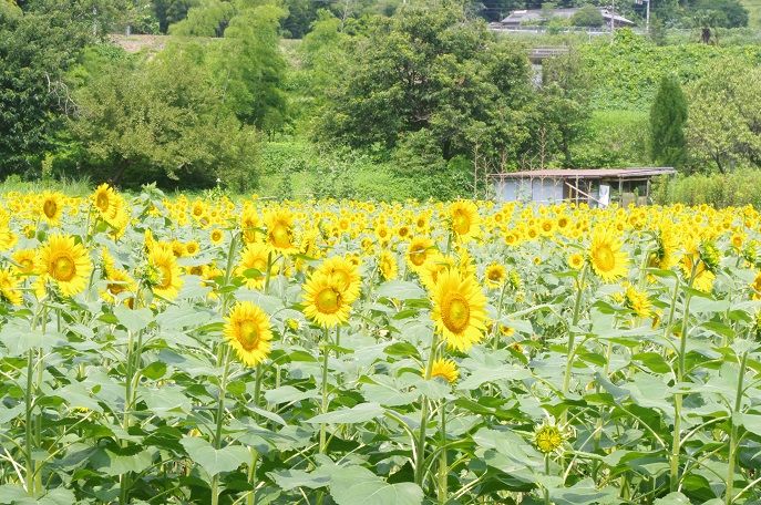 五條 ひまわり畑２０１５ 狐につままれる日常