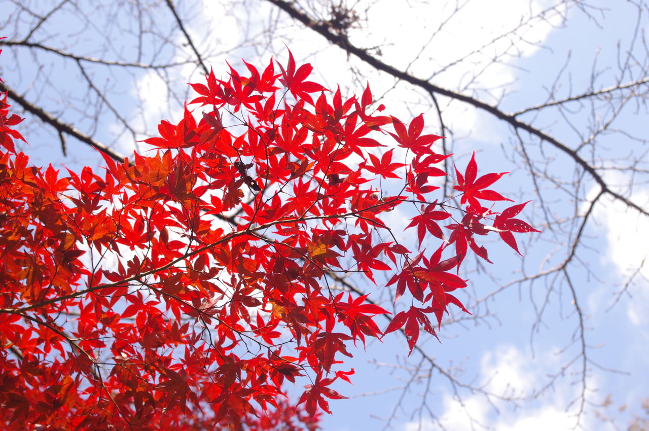 和歌山県橋本市 杉村公園 狐につままれる日常 和歌山県橋本市 杉村公園 狐につままれる日常