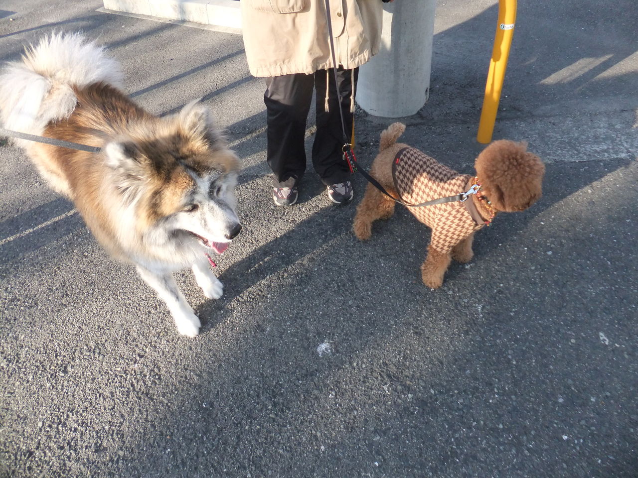 滋賀県高島市 森の隠れ家 ザ シープ 出発編 狐につままれる日常