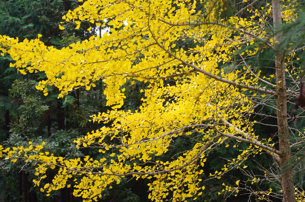 和歌山県橋本市 杉村公園 狐につままれる日常 和歌山県橋本市 杉村公園 狐につままれる日常