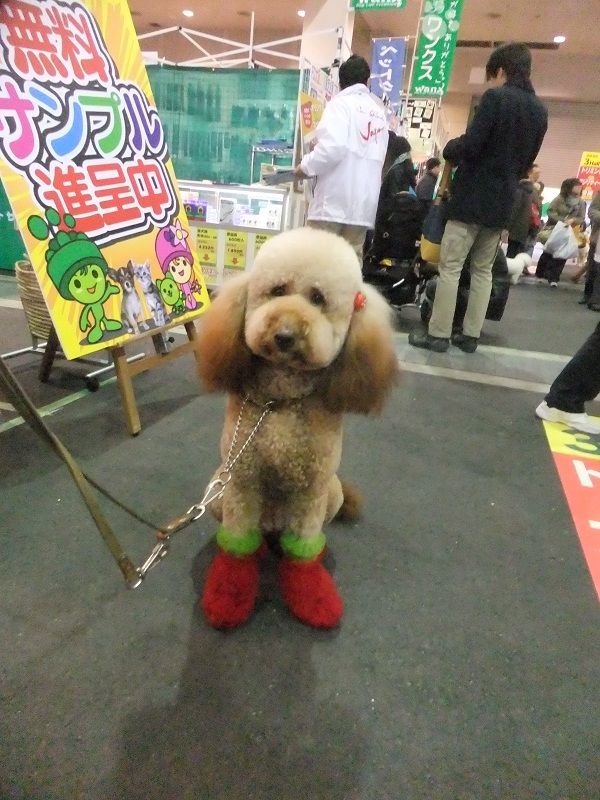 Jkc 一日目 狐につままれる日常