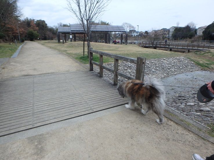 副池オアシス公園 狐につままれる日常