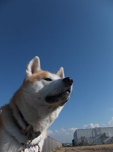 秋田犬保存協会 第129回本部展 下 狐につままれる日常