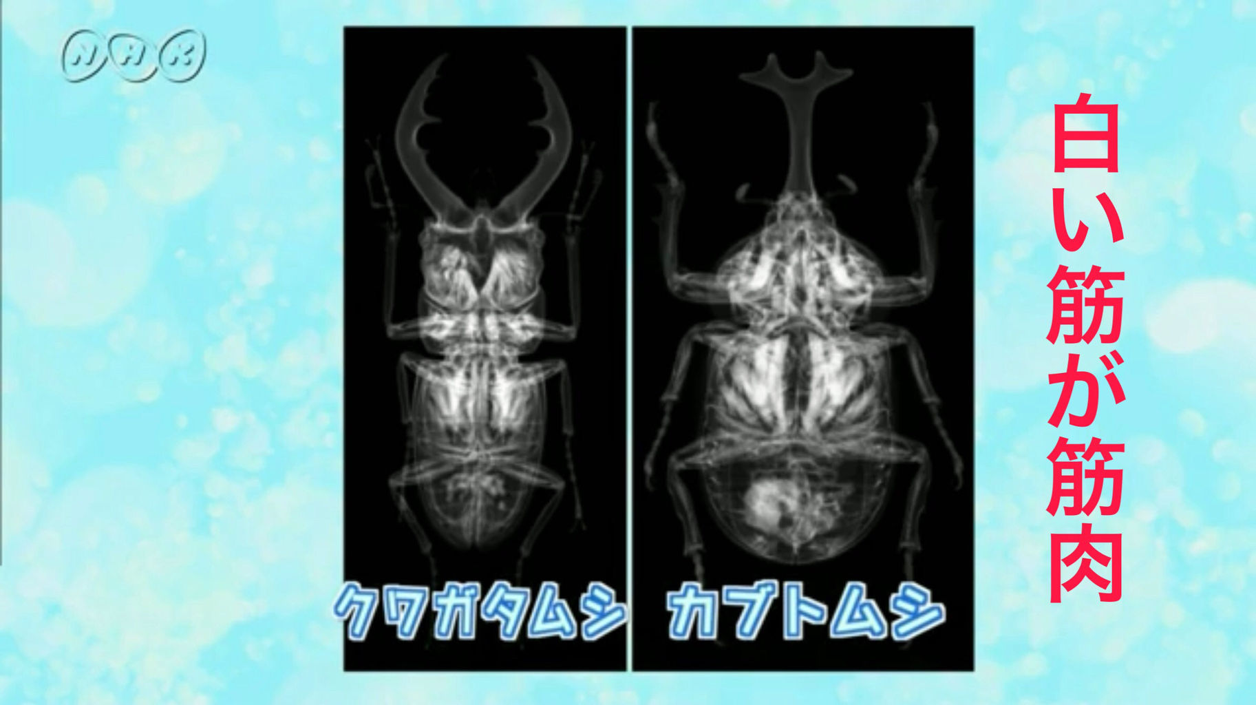 カブトムシの筋肉wwwwwwwwwwww バキバキモード カブトムシの筋肉wwwwwwwwwwww バキバキモード
