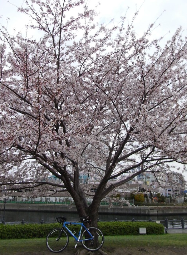 sakura