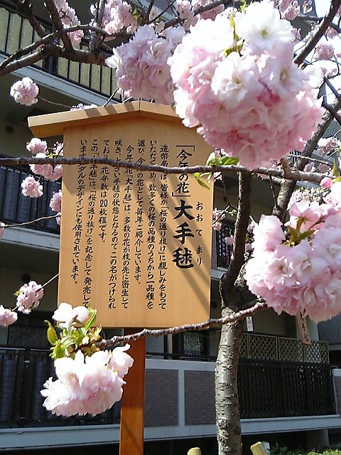 Chapter なんとなく気持ち悪い花 あまもり亭電子記録台帳 Chapter なんとなく気持ち悪い花 あまもり亭電子記録台帳