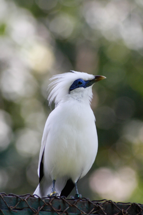 Bali Starling