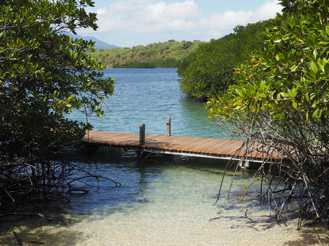 Mangrove View