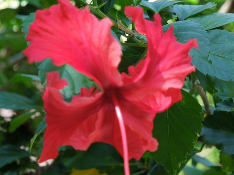 DSCN4142