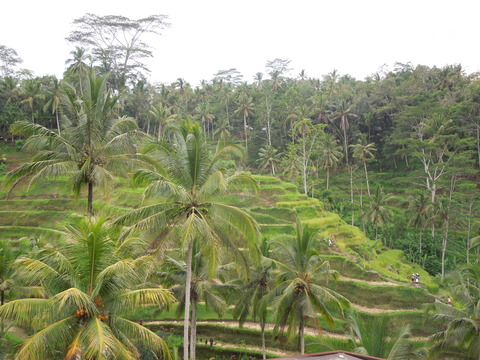 tegalalang 4