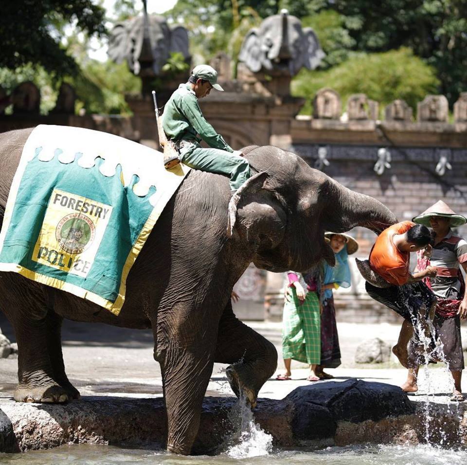 バリ エレファントライド 象乗り を比較研究 バリ島のブログ バリチリ家の人々