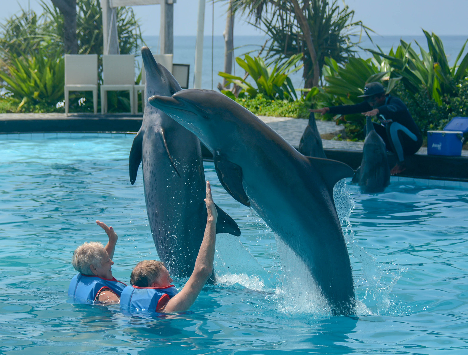 バリ島のイルカ ドルフィン は世界一賢い動物の かわいらしさを実感できる貴重な体験 イルカとは本当の友達になれる可能性がある バリ島のブログ バリチリ家の人々