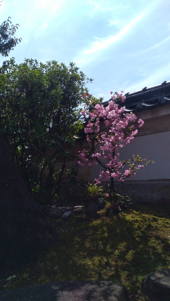 カイドウザクラ ９球入魂