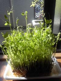 20100927-06