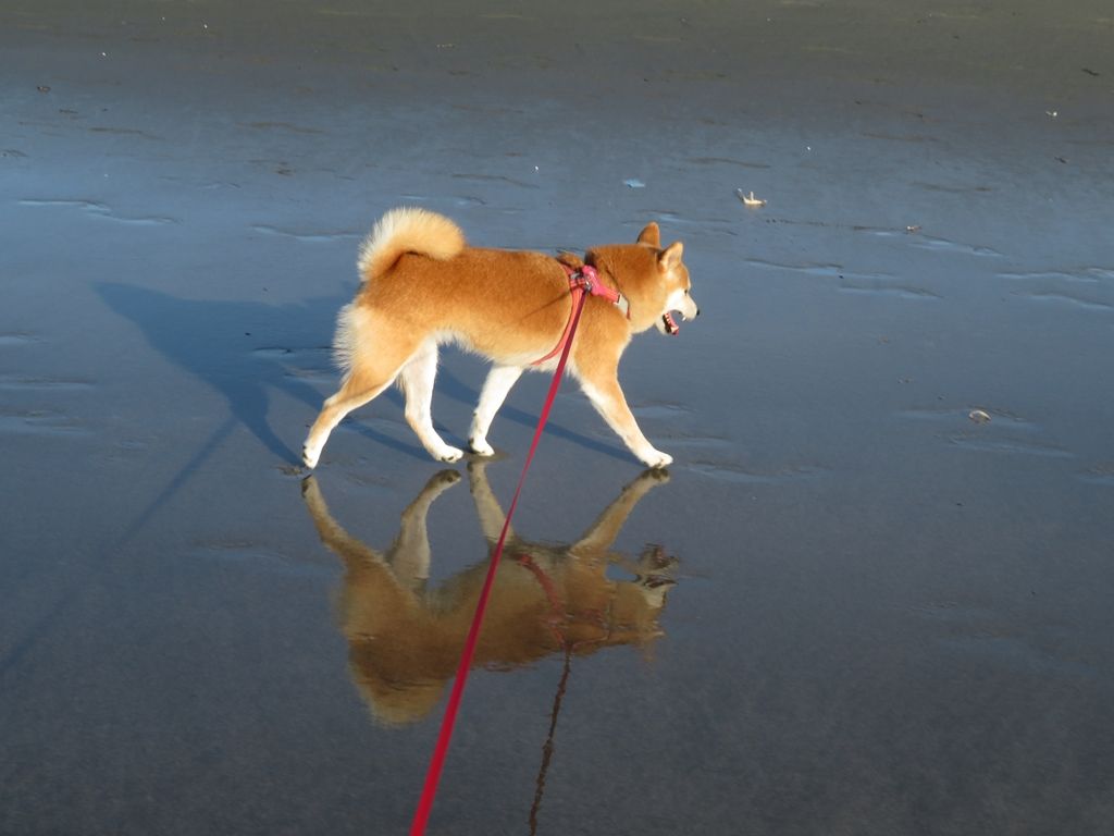 夏だ 海水浴だ バルーン地蔵 柴犬もこ 木香 のフォト随想