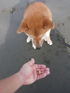 待てっ バルーン地蔵 柴犬もこ 木香 のフォト随想 待てっ バルーン地蔵 柴犬もこ 木香 のフォト随想