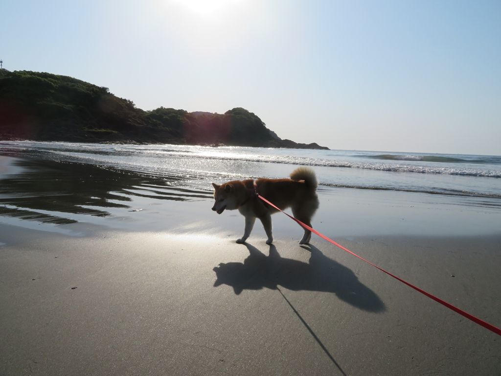 Gwを振り返る２ 散歩と昼寝の日々 バルーン地蔵 柴犬もこ 木香 のフォト随想