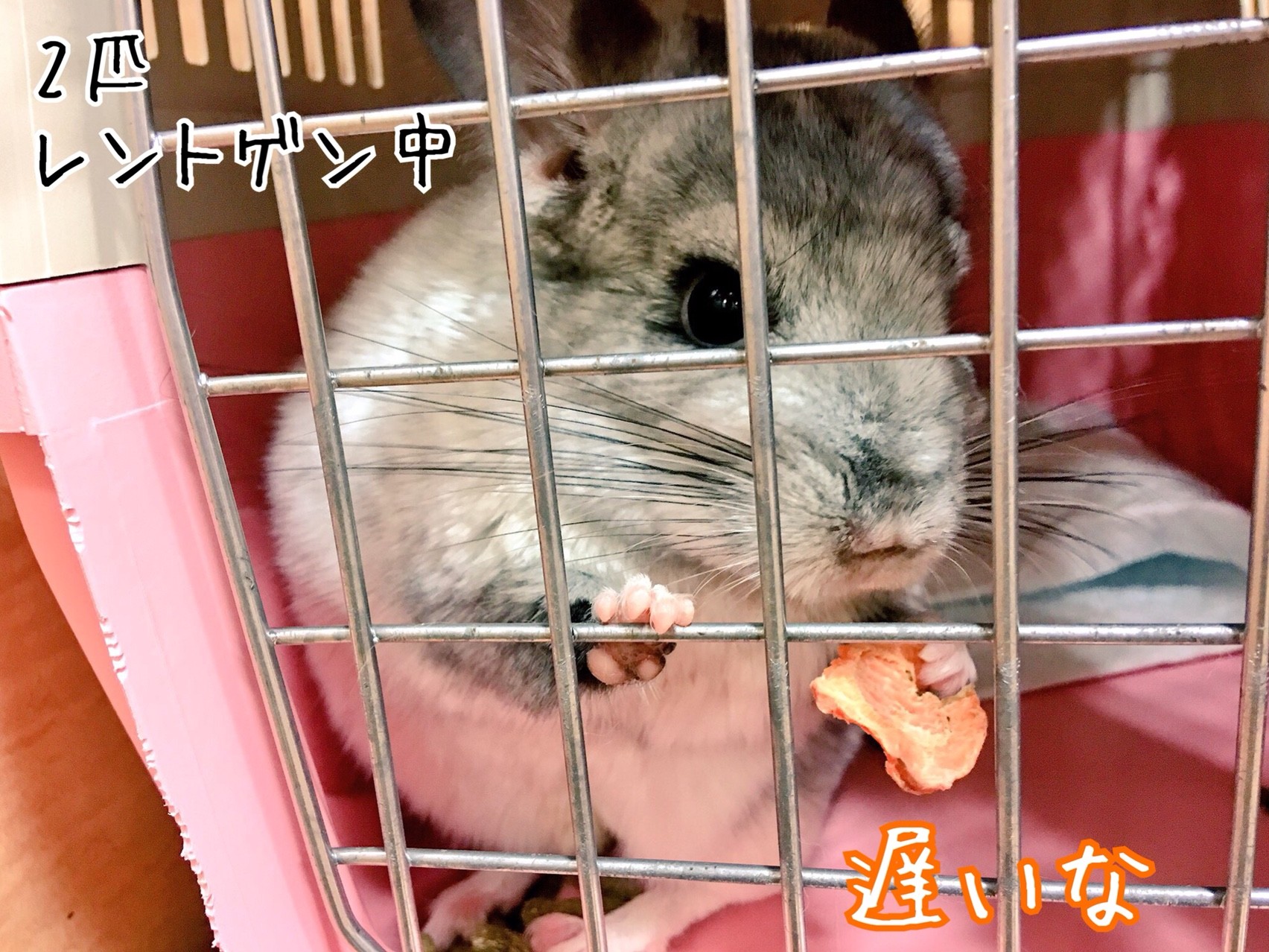 チンチラ検診 風船モコちゃんねる