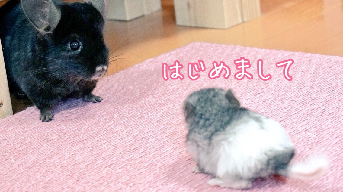 チンチラの赤ちゃんパパと初対面 風船モコちゃんねる チンチラの赤ちゃんパパと初対面 風船モコちゃんねる