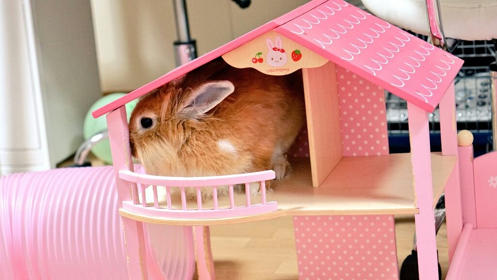 無防備なうさぎ達に癒されます 風船モコちゃんねる