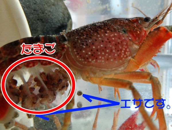 3 3孵化したザリガニ そろそろお別れの時期 風船モコちゃんねる