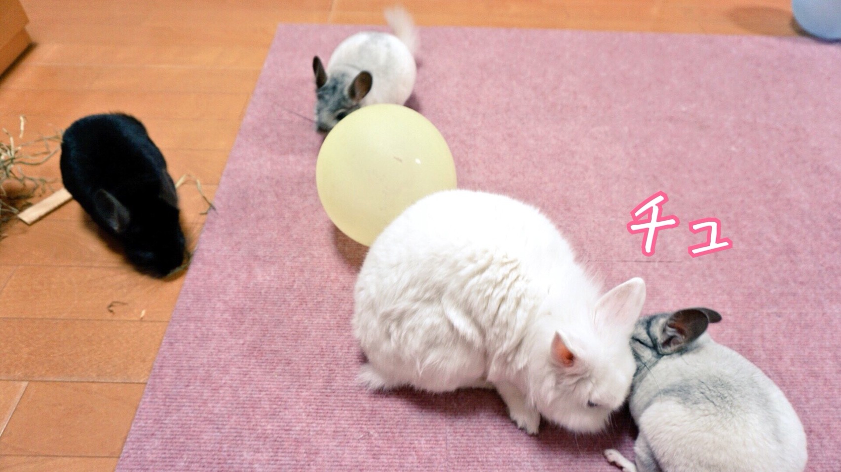 動物達のキス連発チュチュチュ 風船モコちゃんねる 動物達のキス連発チュチュチュ 風船モコちゃんねる