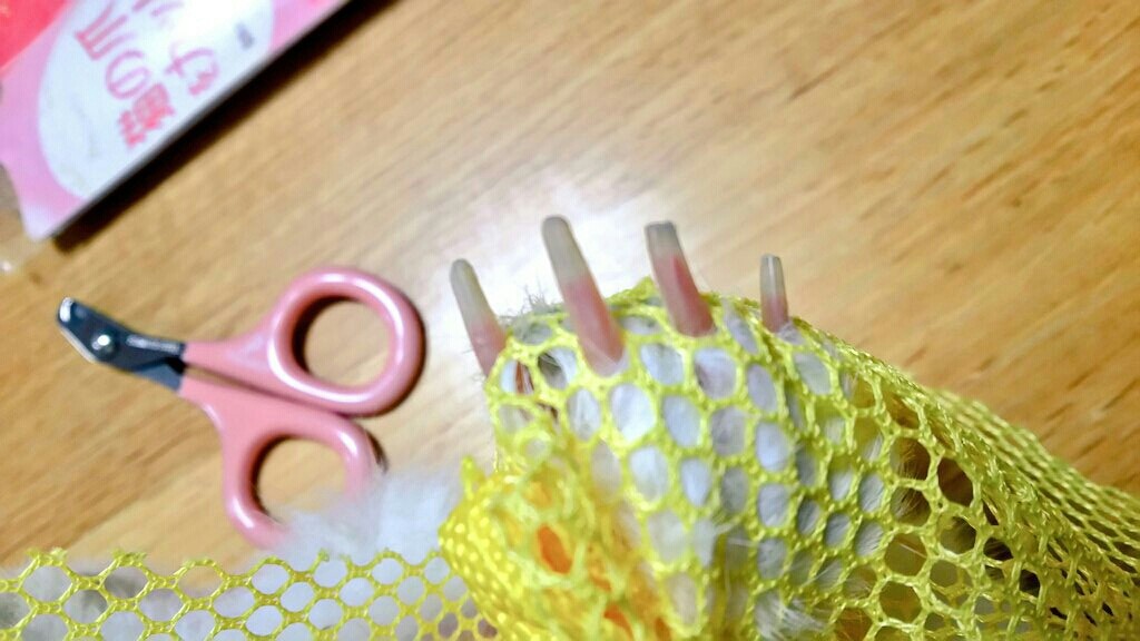 うさぎの爪とチンチラの足の裏 風船モコちゃんねる