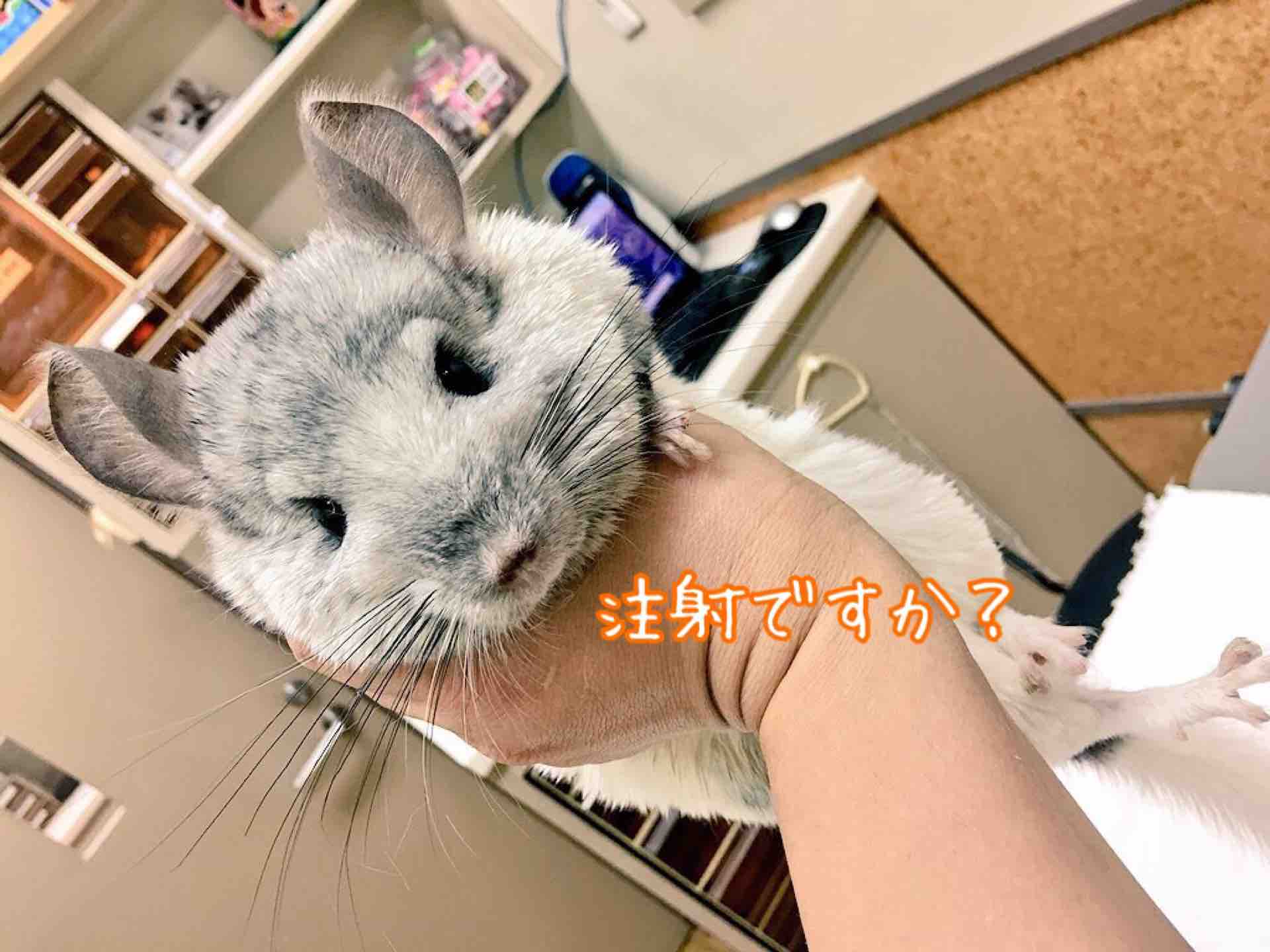 チンチラ大ちゃん病院嫌い 風船モコちゃんねる