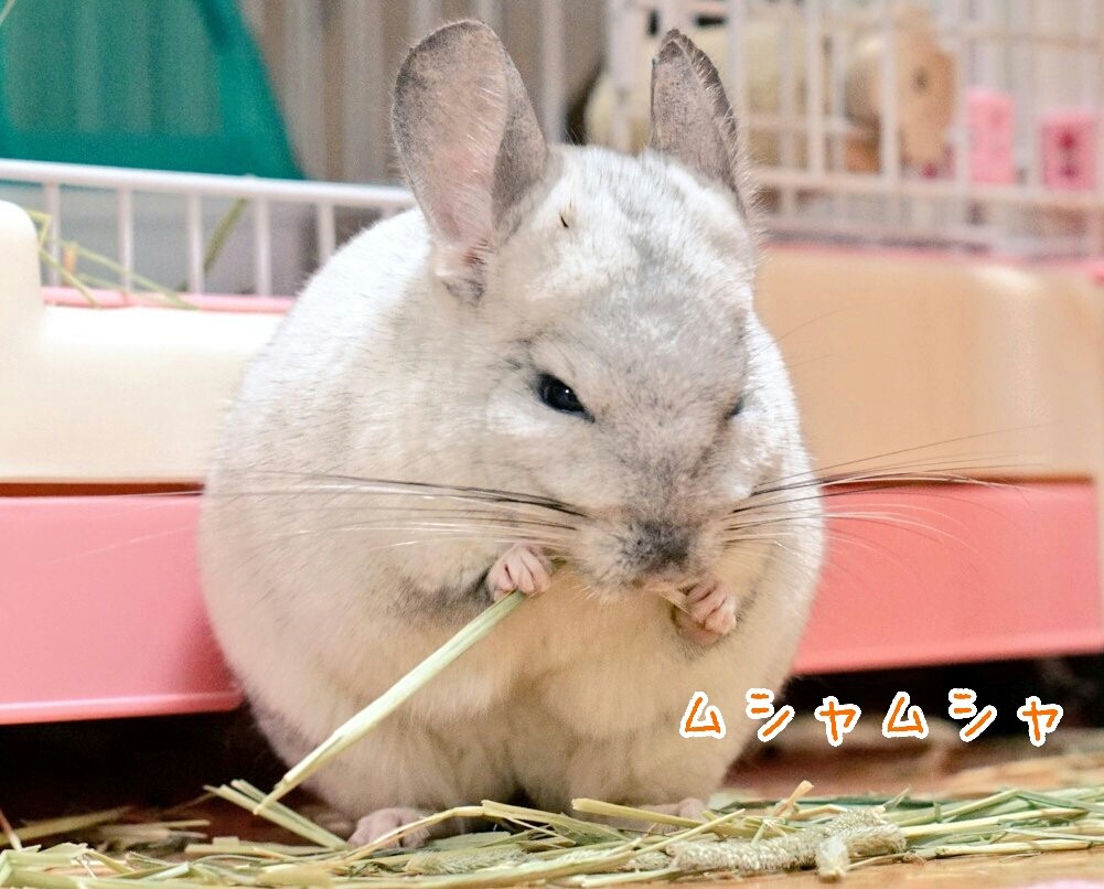 動物達の鼻ピクピク 口パクパク 風船モコちゃんねる 動物達の鼻ピクピク 口パクパク 風船モコちゃんねる