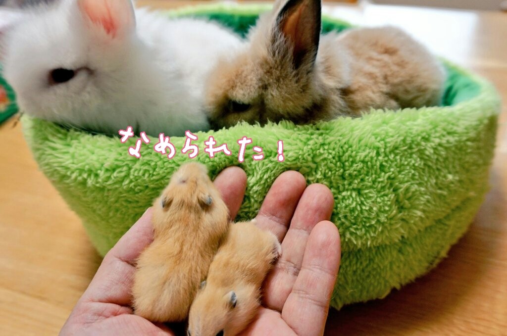 ハムスターの赤ちゃん性別 風船モコちゃんねる ハムスターの赤ちゃん性別 風船モコちゃんねる