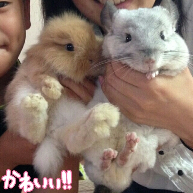 うさぎの赤ちゃんの名前候補 風船モコちゃんねる うさぎの赤ちゃんの名前候補 風船モコちゃんねる